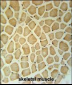 RPS3A Antibody (C-term)